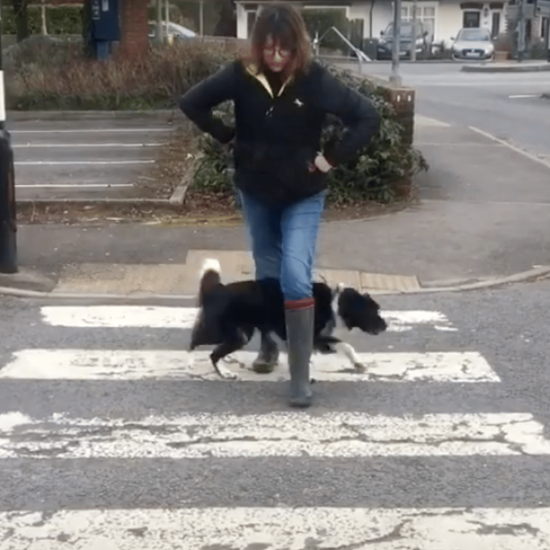 Dog Tricks