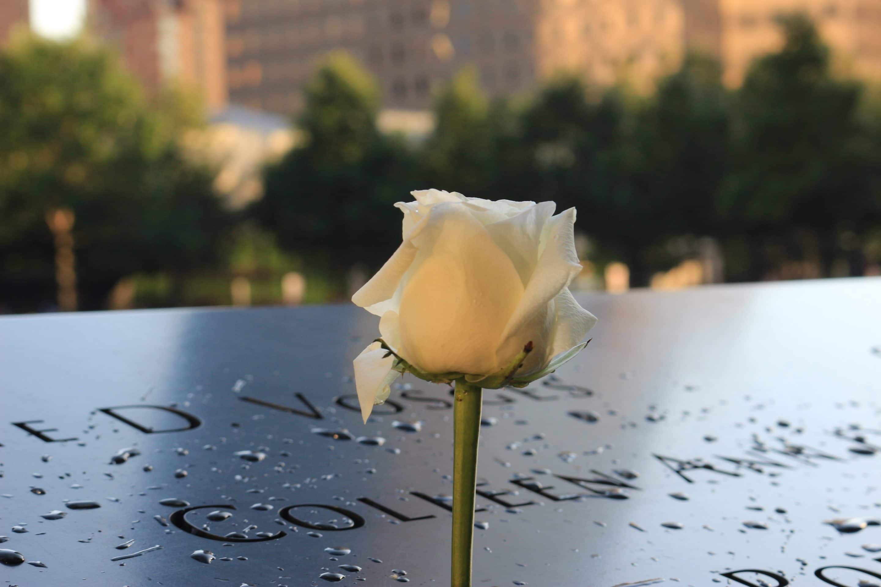 Remembrance rose 20-Year Anniversary of 9/11